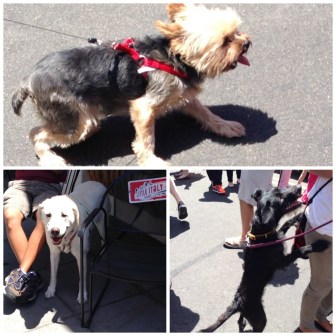 Farmers Market Dogs