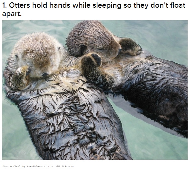 Otter's hold hands so they don't float apart